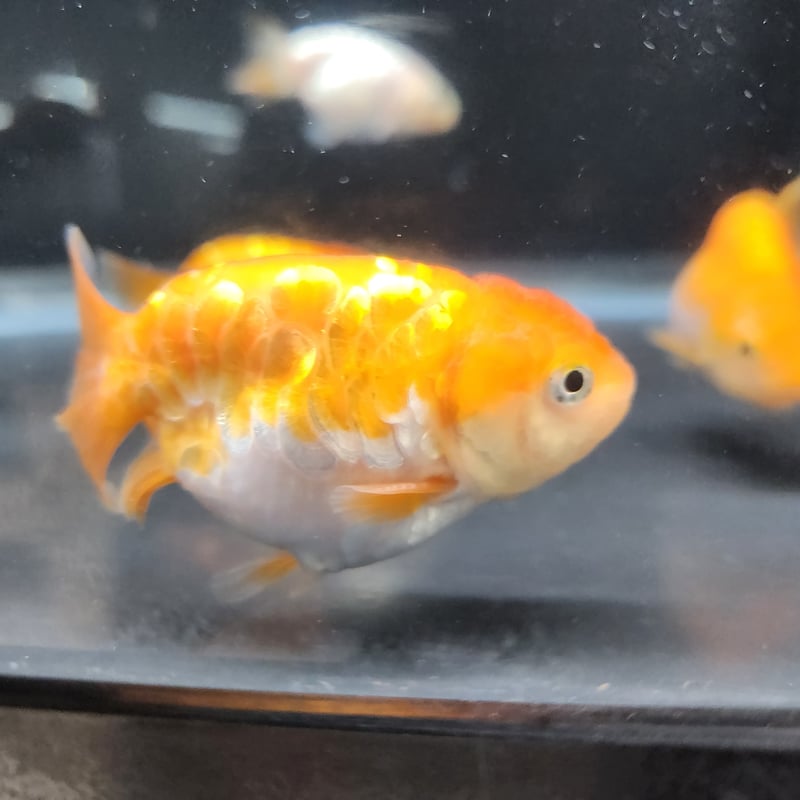 【希少】小林銅蟲ランド1 国産 ドラゴンスケールらんちゅう8㎝±（難あり） | 金魚