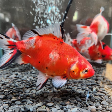 国産　上物隼人錦14㎝±
