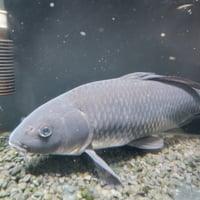 国産　特大！ブラックコメット37㎝± （良福観賞魚産）