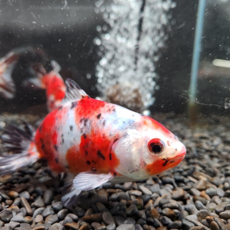 国産　キャリコ和金12～14㎝± （志村養魚場産）