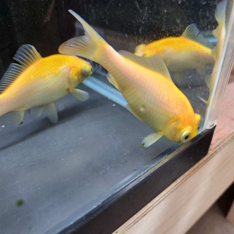 国産 黄金柳出目金12㎝±（引間産） | 金魚・クワカブ専門店 祭