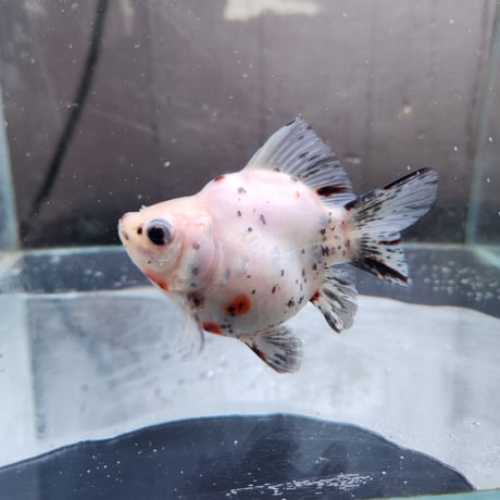 国産　キャリコ玉サバ11㎝±