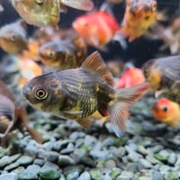 国産　ショートテールオランダ5㎝±