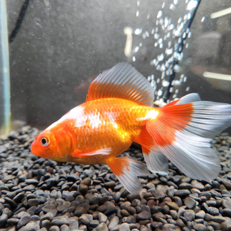 中国民国時代　魚図鉢等3点　東さ6-0805① 中国民国時代 魚図鉢等3点 東さ6-0805① 中国民国時代