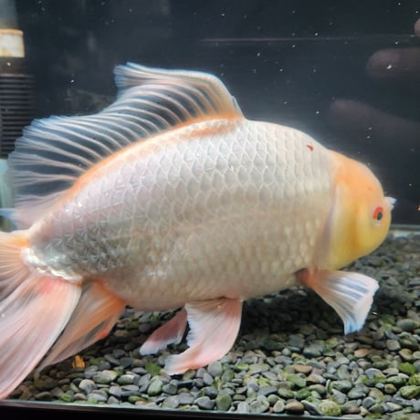 国産　ジャンボ獅子頭31㎝±