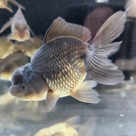 黒いオランダ獅子頭！ブラックドラゴンとは？ | 金魚•クワカブ専門店 祭