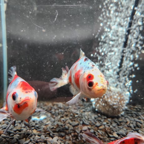 国産　キャリコ和金12～14㎝± （志村養魚場産）