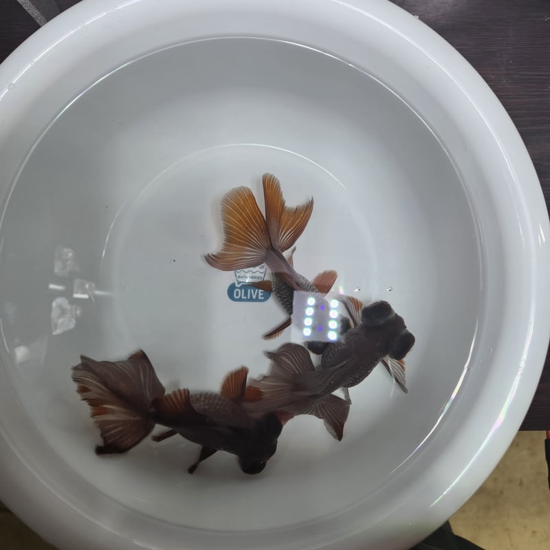 中国産 瑪瑙蝶尾12㎝± | 金魚・クワカブ専門店 祭-matsuri-