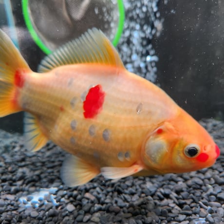 国産 　上物ミロ玉18㎝± （良福観賞魚産）