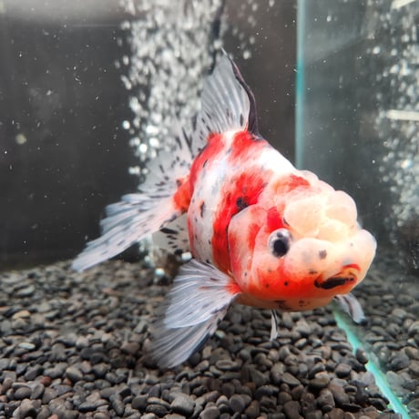 国産　上物東錦17㎝± （志村養魚場産）