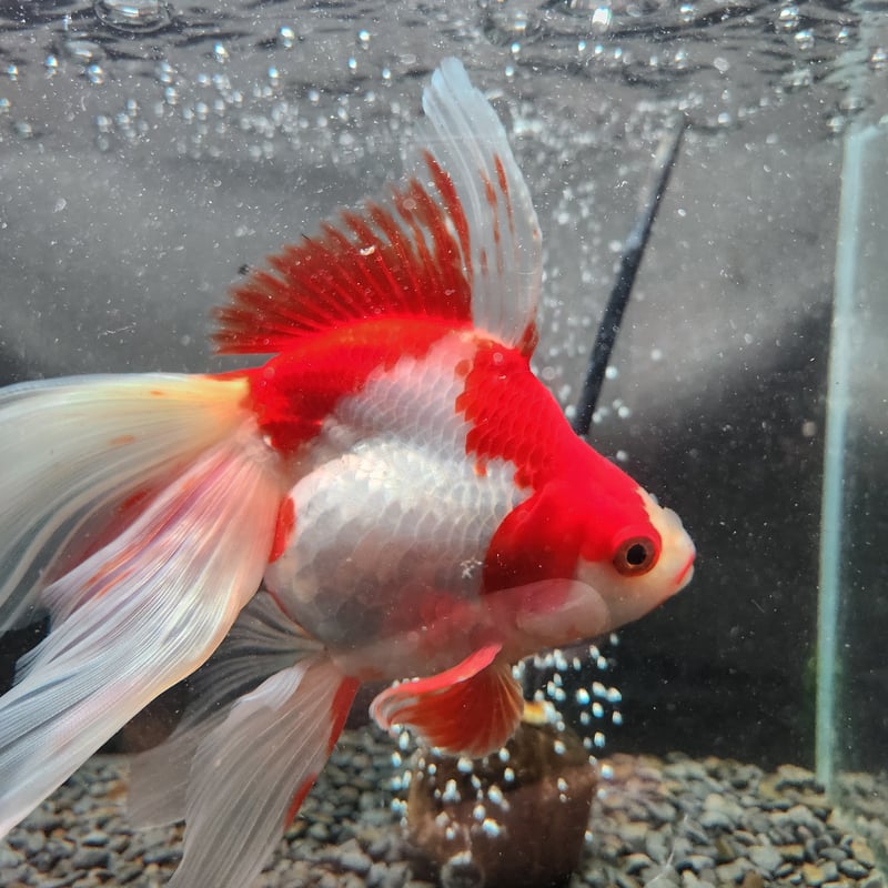 更紗様　琉球*海花のたね 更紗様 琉球*海花のたね