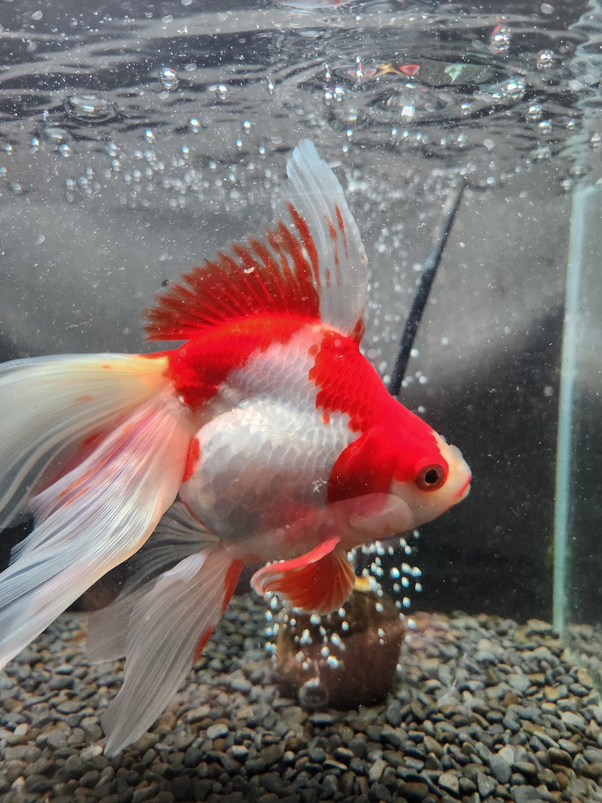 国産 更紗琉金19㎝± | 金魚・クワカブ専門店 祭-matsuri-