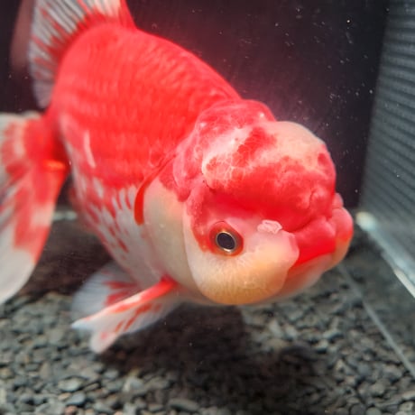 国産　上物ジャンボ獅子頭29㎝±