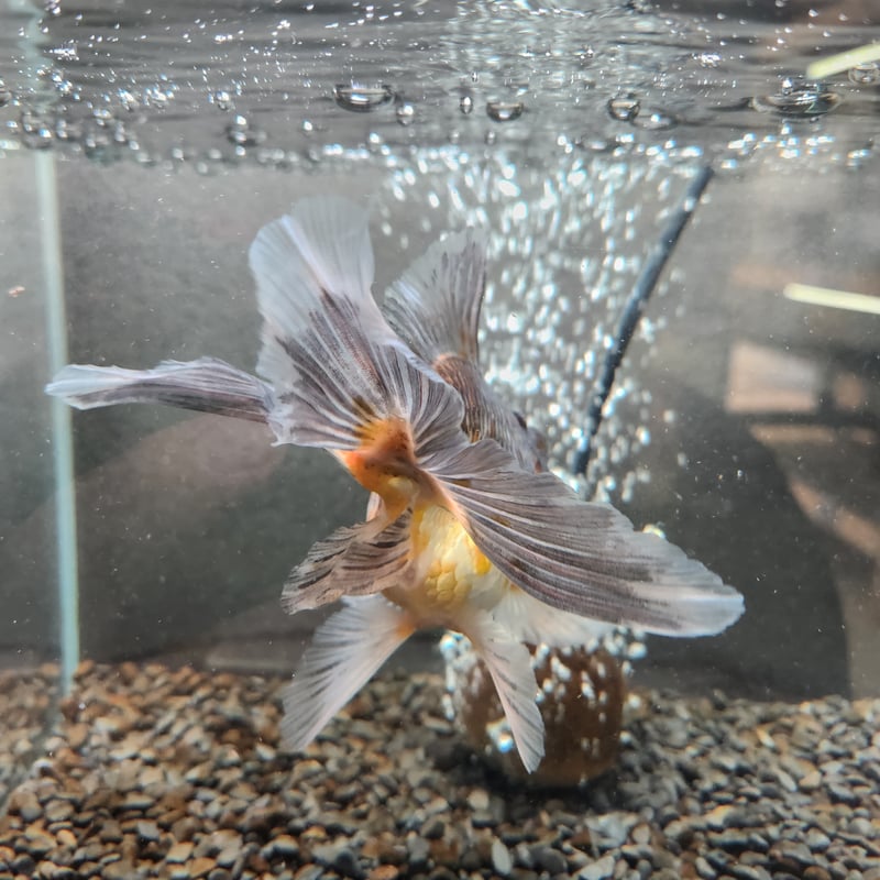 国産 変わり五色東錦16㎝±（志村養魚場産） | 金魚・クワカブ専門店 祭