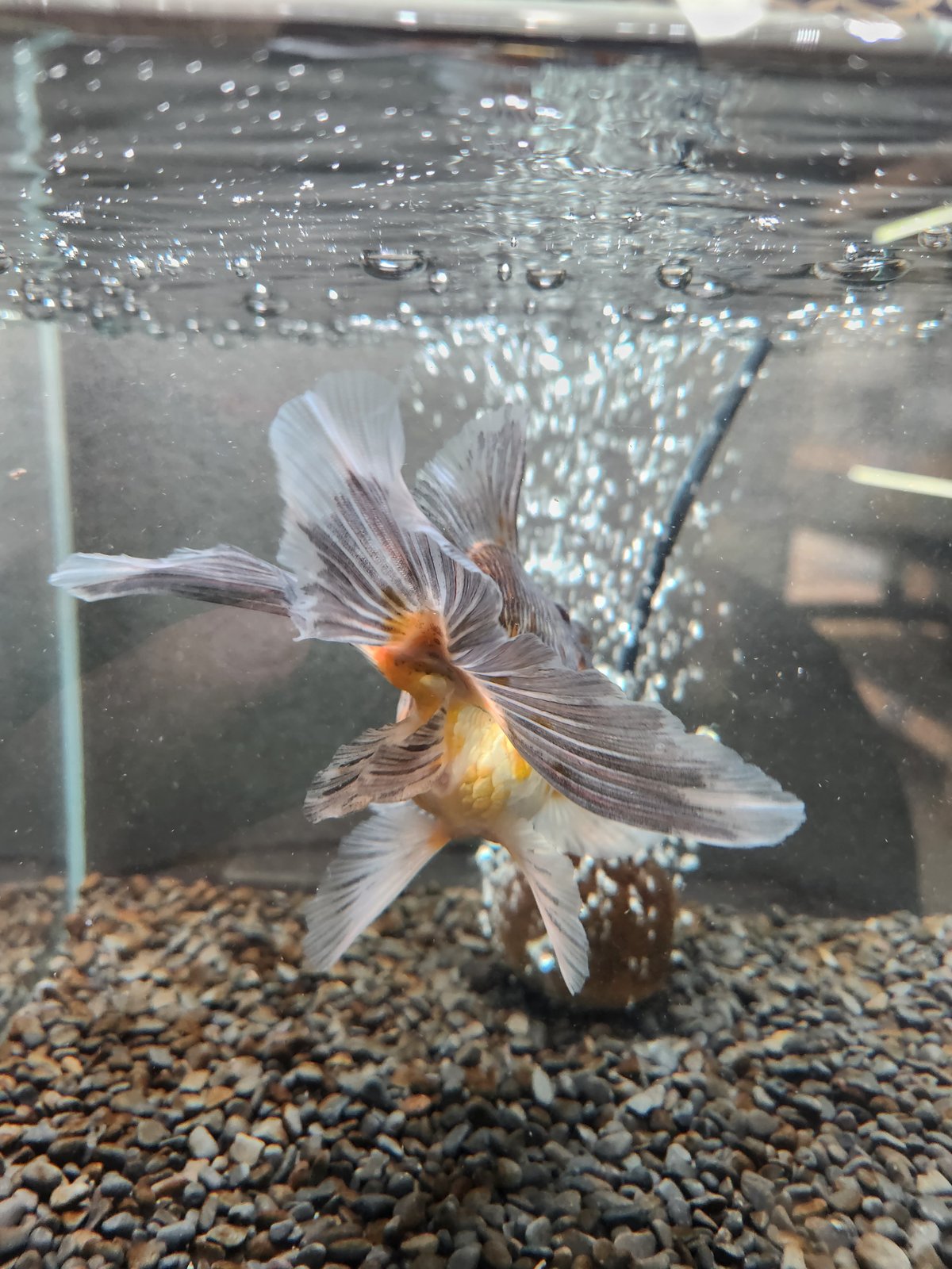 国産 変わり五色東錦16㎝±（志村養魚場産） | 金魚•クワカブ専門店 祭