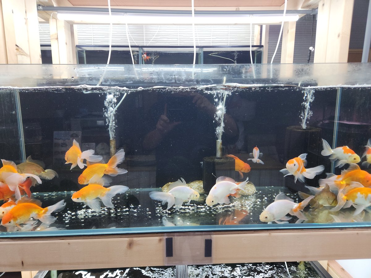 国産 ジャンボオランダ獅子頭17～21㎝± | 金魚・クワカブ専門店