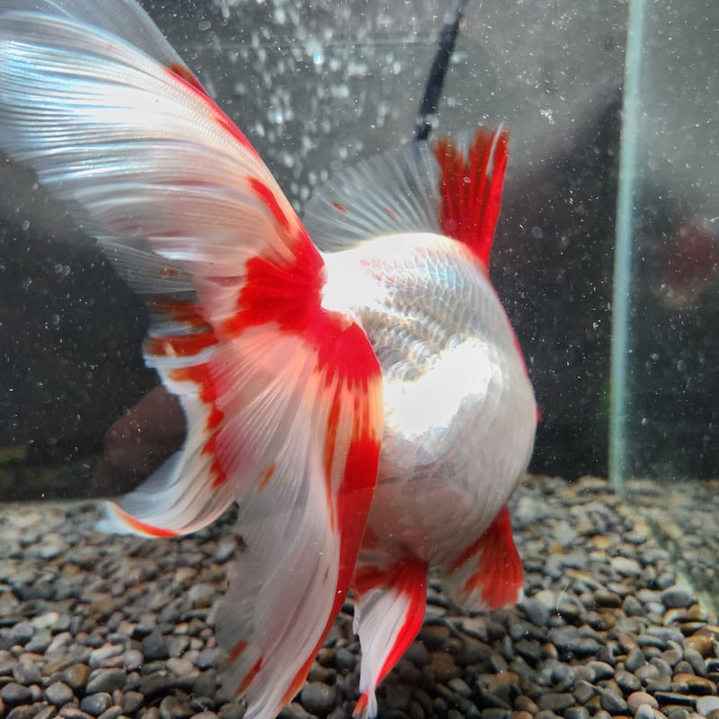 国産 更紗琉金18㎝± | 金魚・クワカブ専門店 祭-matsuri-