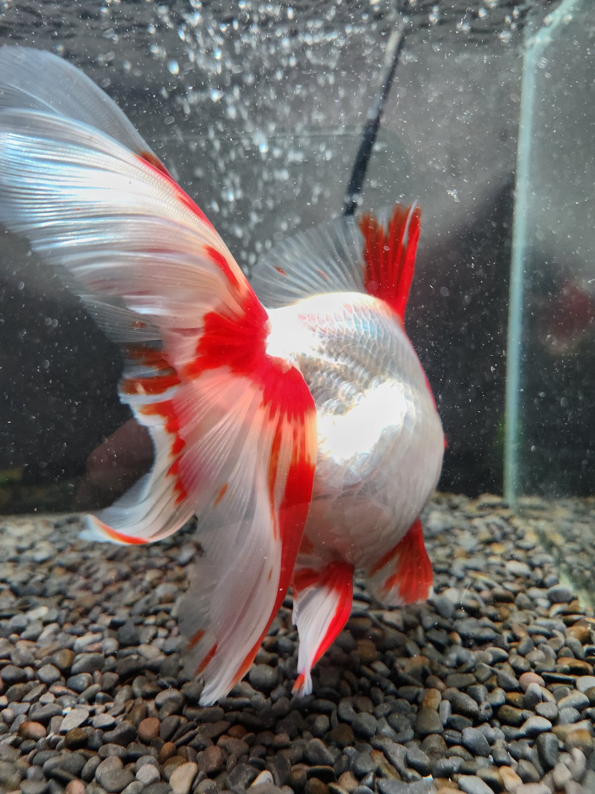 ふくちゃん様　　琉球*海花のたね ふくちゃん様 琉球*海花のたね ふくちゃん様 琉球*海花のたね