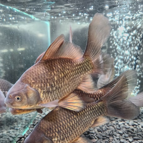 国産　ブラックミロ玉19㎝± Aグレード（良福観賞魚産）