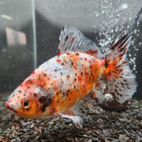 国産　江戸地金18㎝±（志村養魚場産）