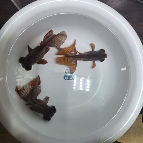 中国産　瑪瑙蝶尾12㎝±