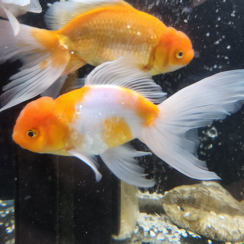 国産 ジャンボオランダ獅子頭20～25㎝± | 金魚・クワカブ専門店