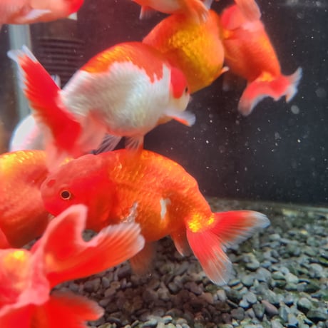 国産　らんちゅう11㎝±（志村養魚場産）