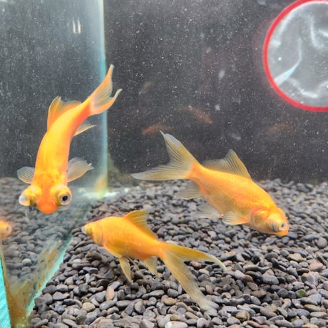 国産　黄金柳出目8㎝±【荻野養魚場産】