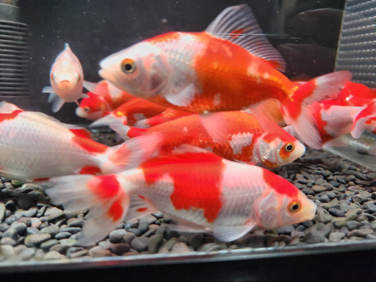 国産 ミロク和金9～12㎝±【良福観賞魚産】 | 金魚•クワカブ専門店 祭