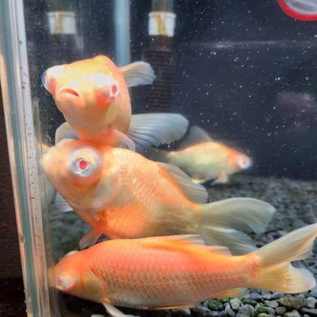 国産　アルビノ柳出目12～15㎝±