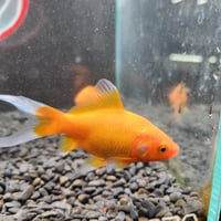 国産　イエローコメット10㎝±【荻野養魚場産】