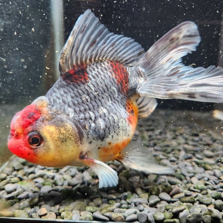 国産　五色東錦14㎝±（志村養魚場産）