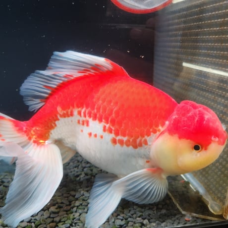 国産　上物ジャンボ獅子頭31㎝±