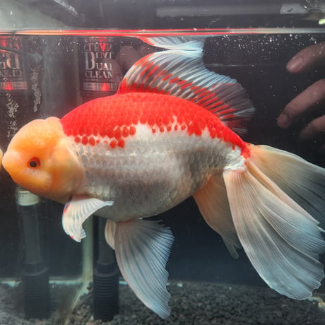 国産　上物ジャンボ獅子頭29㎝±