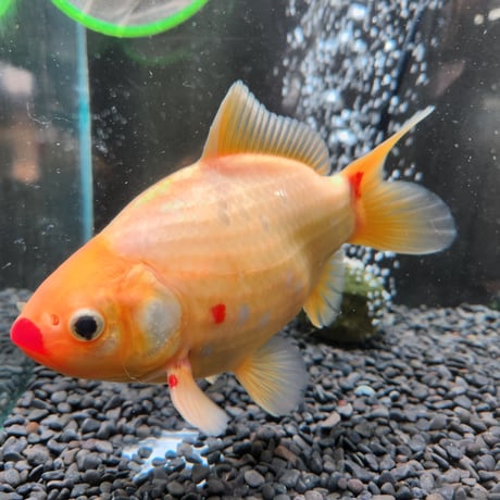国産 　上物ミロ玉18㎝± （良福観賞魚産）