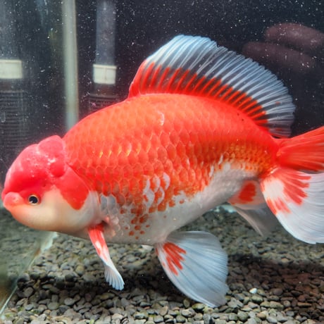 水槽用　金魚　ジャンボ獅子頭　22㎝ ジャンボ獅子頭の通信販売（ジャン☆ネット）
