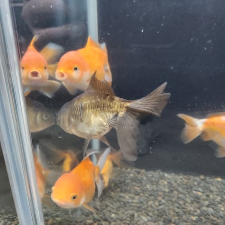 国産ドラゴンスケールオランダ14㎝±