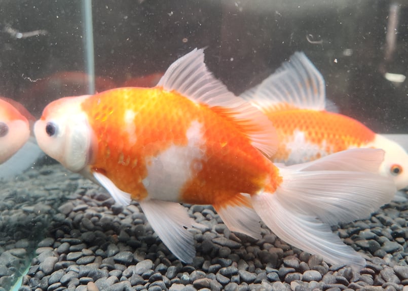 獅子頭 国産 オランダ獅子頭17㎝± （飯田産） | 金魚・クワカブ専門店