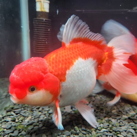 国産　上物ジャンボ獅子頭24㎝±
