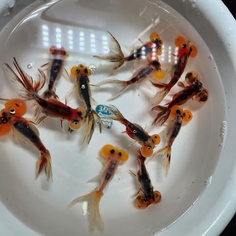 国産　キャリコ水泡眼9㎝±