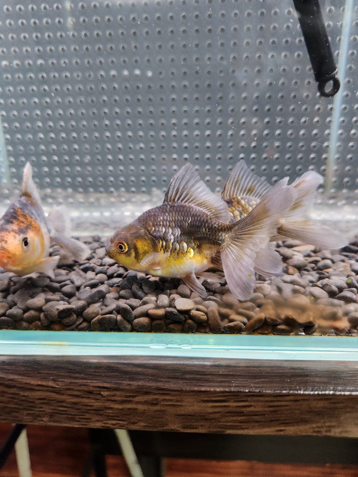 国産 五色東錦9㎝± （志村養魚場産） | 金魚・クワカブ専門店 祭-matsuri-