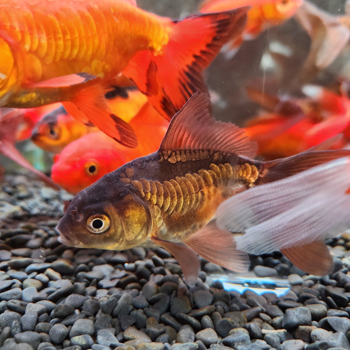 国産 ドラゴンスケールジャンボ獅子頭14㎝± | 金魚•クワカブ専門店 祭