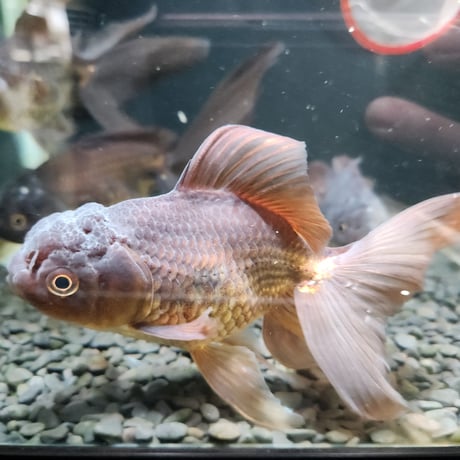 国産　ブラックドラゴン15～18㎝±