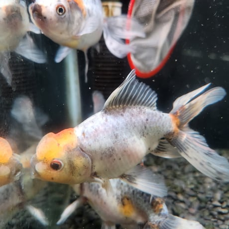 国産　鈴木系変わり東錦13～15㎝±