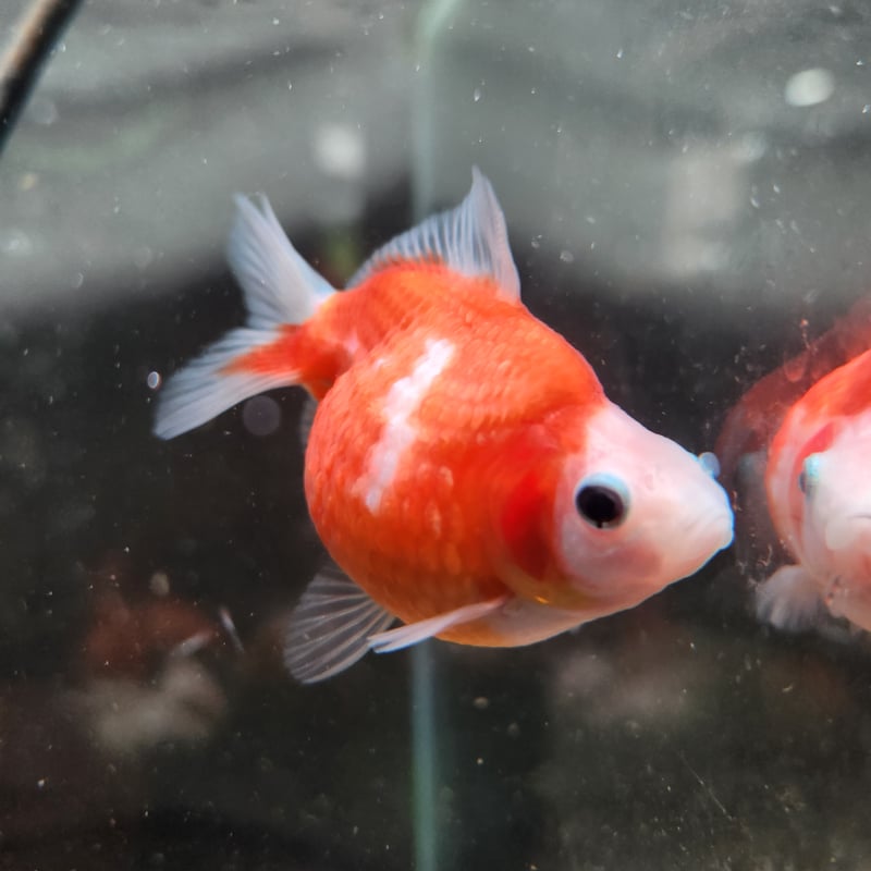 ポンポン様9【2015】多ハート乗せ龍亀 ピンクオパール ピンクオパール龍亀（ロングイ）H004 | KAIUN REIJYUDO【開運