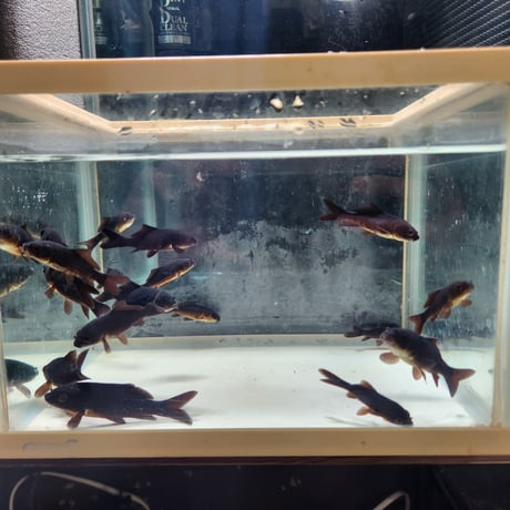 国産　ブラックコメット5～9㎝±（良福観賞魚産）