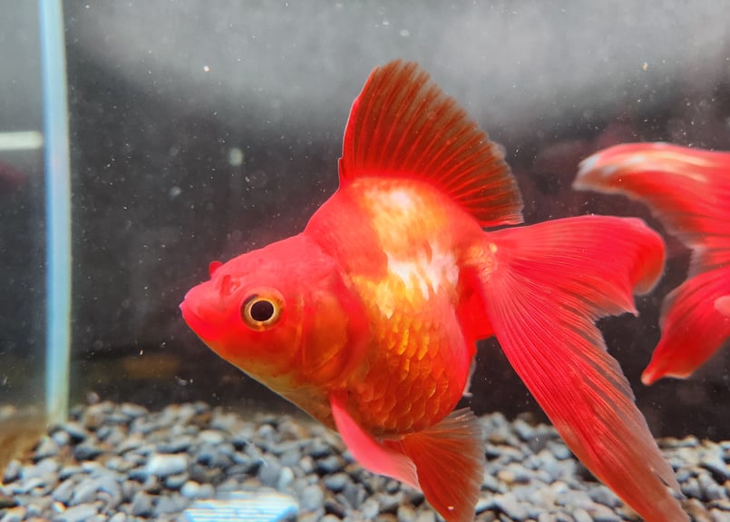 金魚さま専用 金魚さん専用！ GEX 金魚元気 金魚のフンを分解 ニオイを抑える
