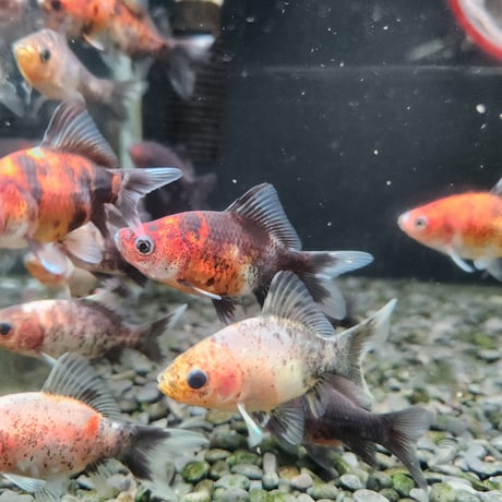 国産　変わりフナ尾和金5㎝±（和金魚ハルちゃん産）※先着2名様にハルちゃんオリジナルステッカー付
