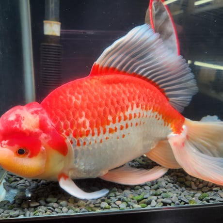 国産　上物ジャンボ獅子頭31㎝±