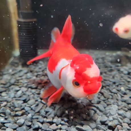 国産　飯田更紗オランダ14㎝±